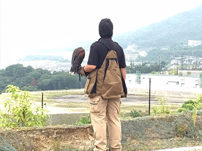 定期的に鷹を飛ばして効果を維持します