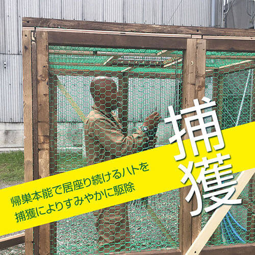 ハトの捕獲