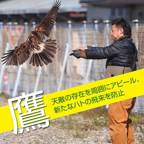鷹の追い払い